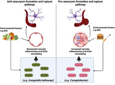 Subarachnoid hemorrhage: New insights on pathogenesis